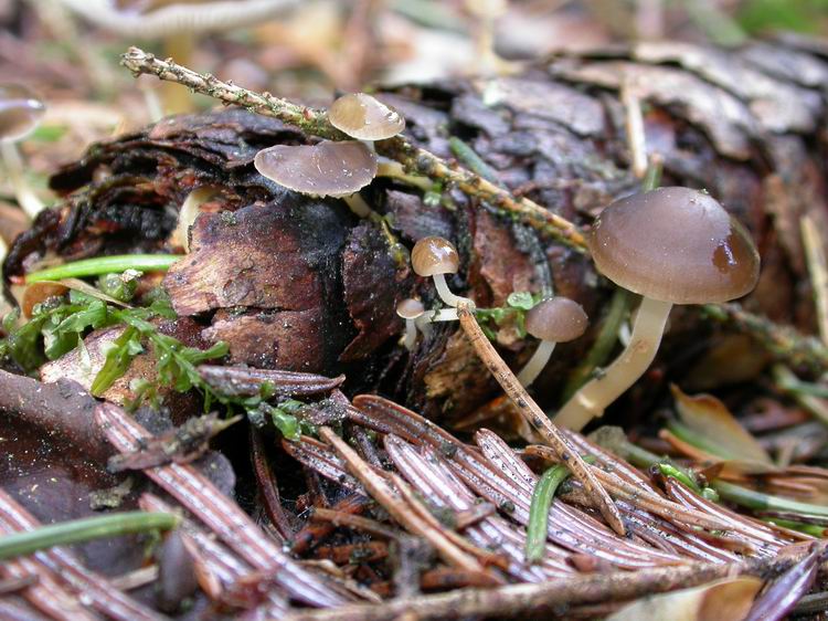 Bestimmungsfoto Nr. 6