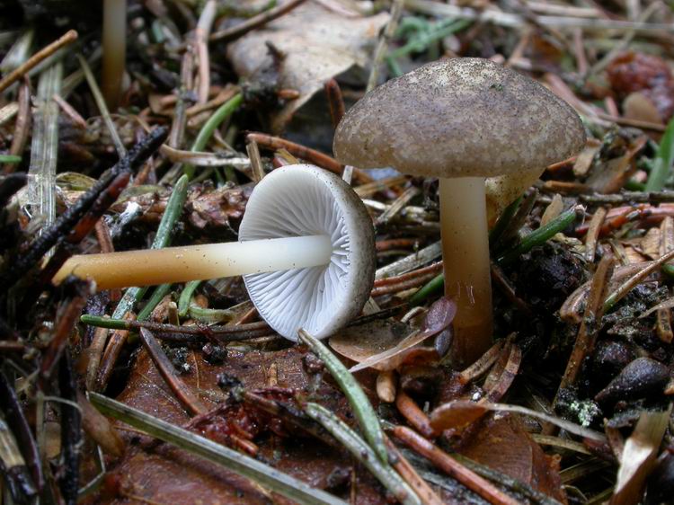 Bestimmungsfoto Nr. 9