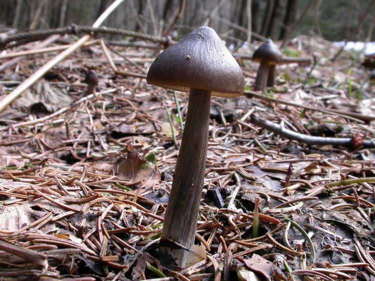 Bestimmungsfoto Nr. 10