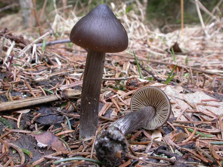 Bestimmungsfoto Nr. 11