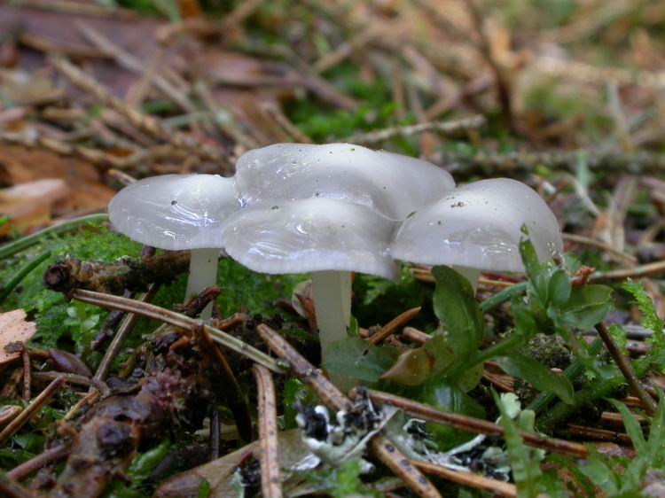 Bestimmungsfoto Nr. 13