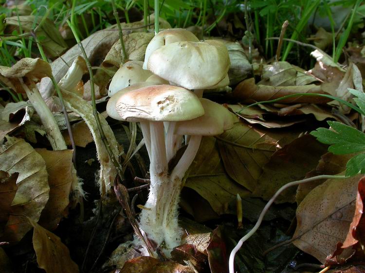 Bestimmungsfoto Nr. 16