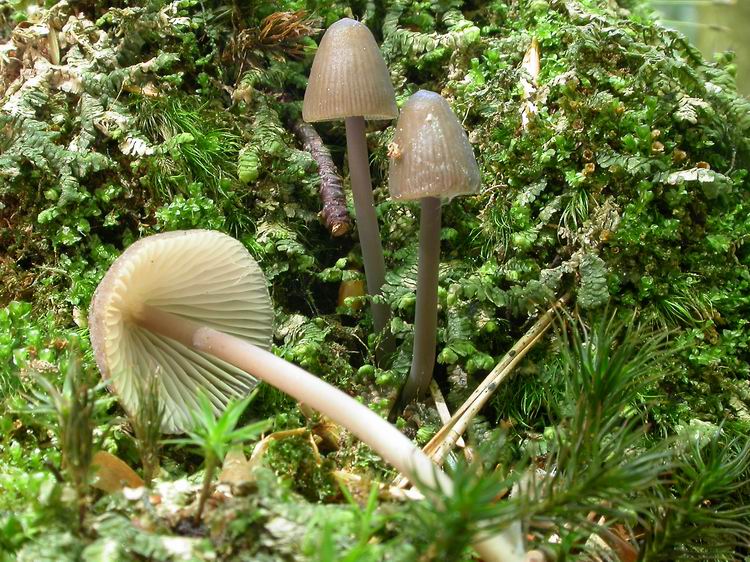 Bestimmungsfoto Nr. 21