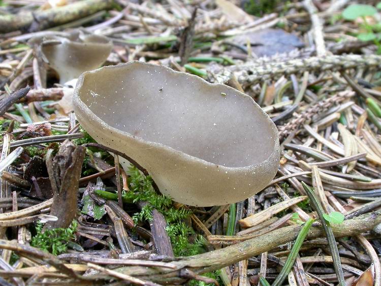 Bestimmungsfoto Nr. 22