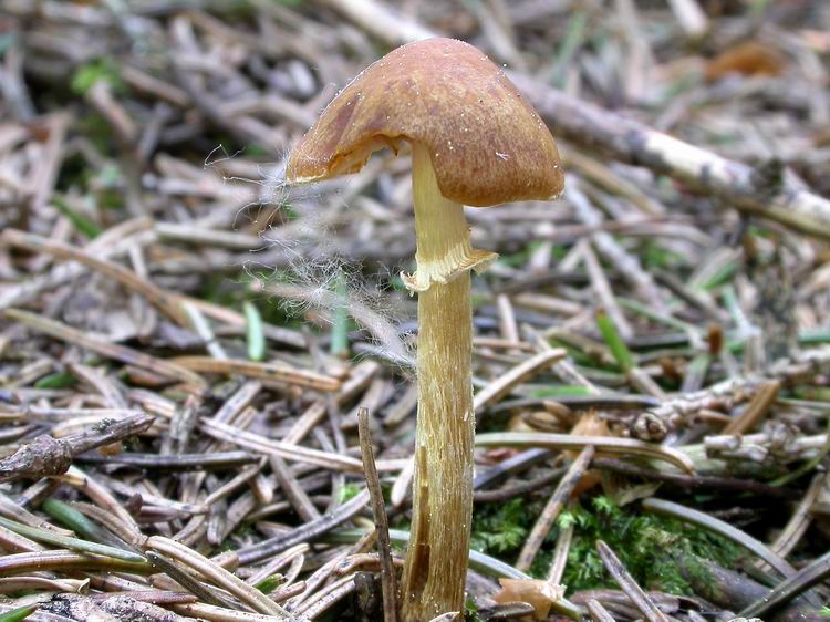 Bestimmungsfoto Nr. 24