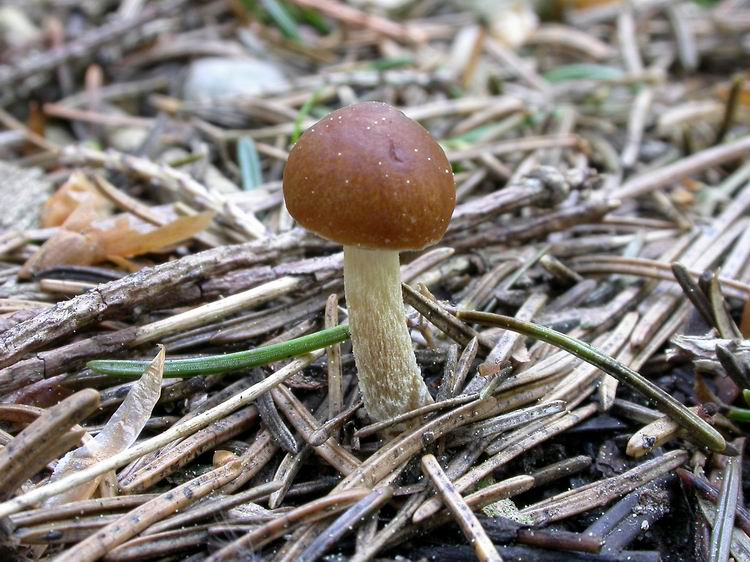 Bestimmungsfoto Nr. 27