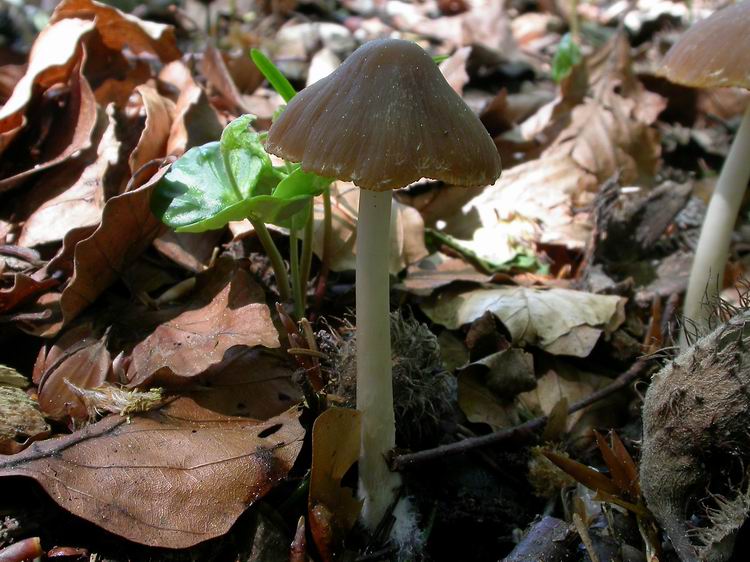 Bestimmungsfoto Nr. 28