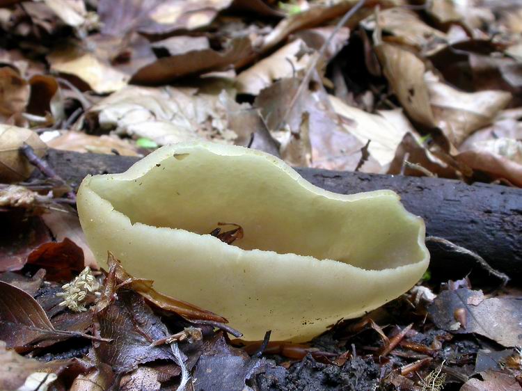 Bestimmungsfoto Nr. 44