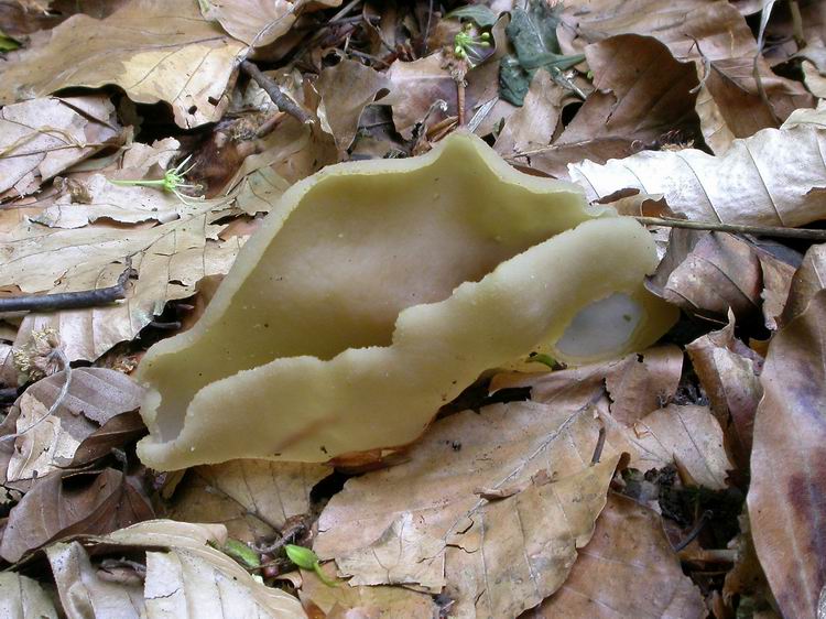 Bestimmungsfoto Nr. 45