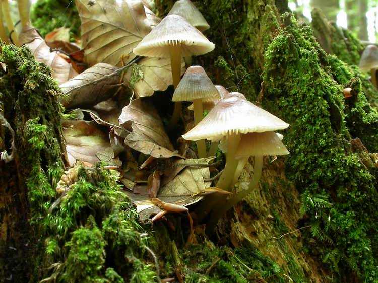 Bestimmungsfoto Nr. 47