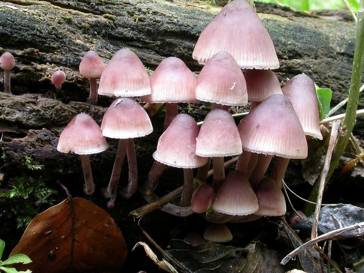 Bestimmungsfoto Nr. 49