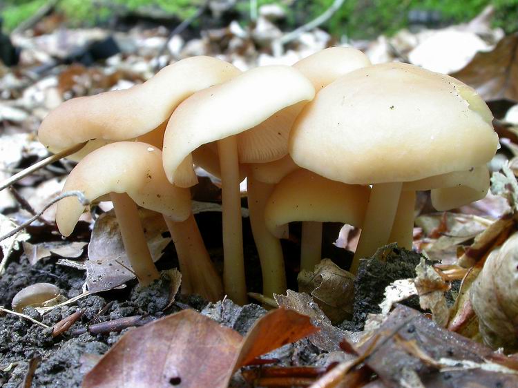 Bestimmungsfoto Nr. 52