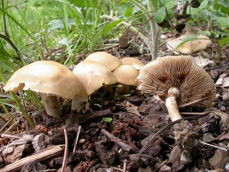 Bestimmungsfoto Nr. 54