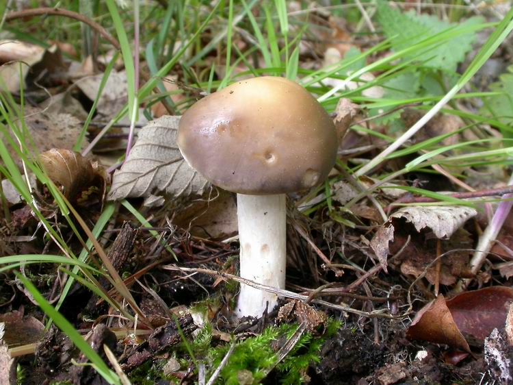 Bestimmungsfoto Nr. 55