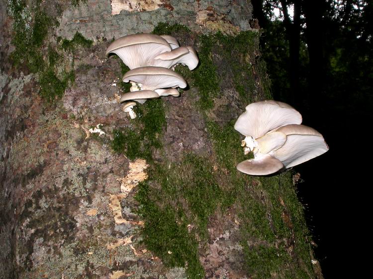 Bestimmungsfoto Nr. 59