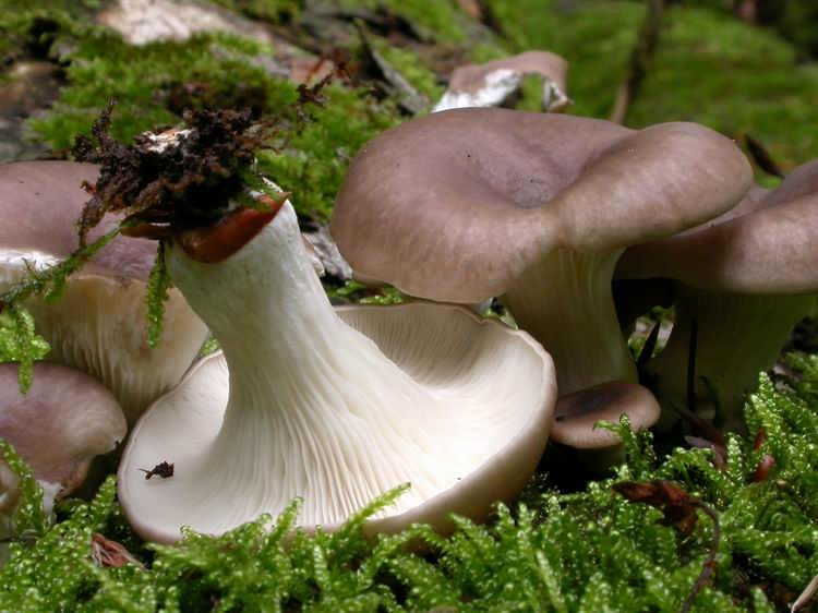 Bestimmungsfoto Nr. 60