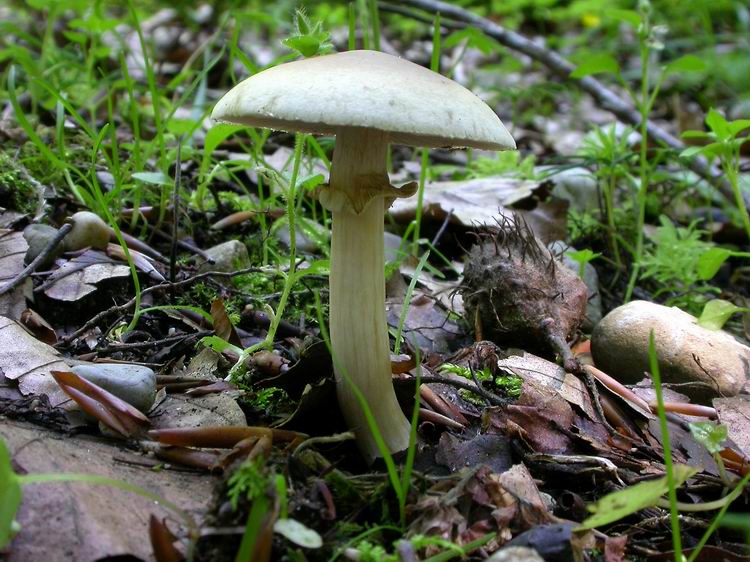 Bestimmungsfoto Nr. 65