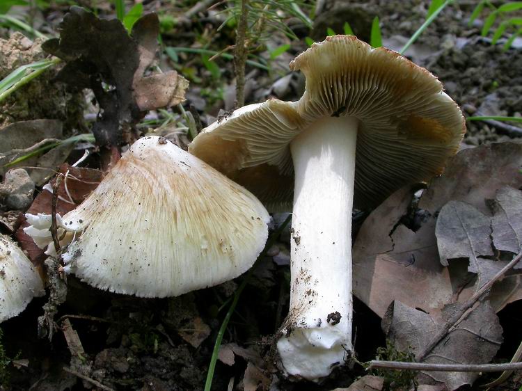 Bestimmungsfoto Nr. 69