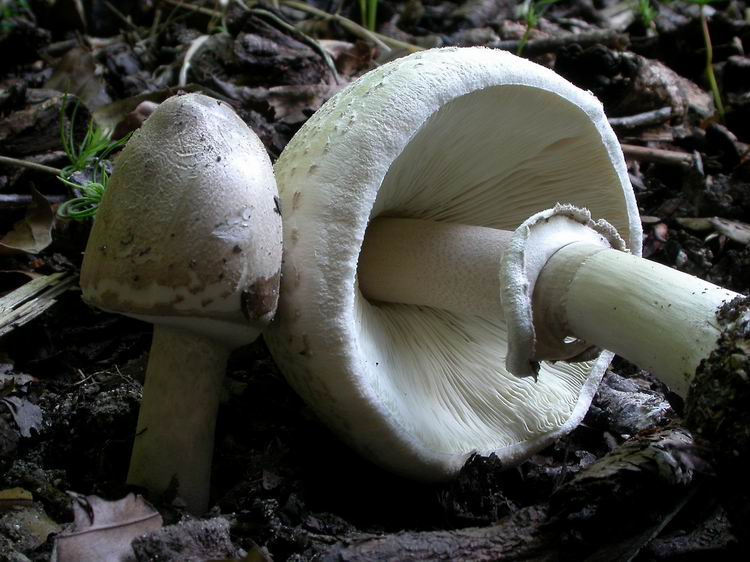 Bestimmungsfoto Nr. 80