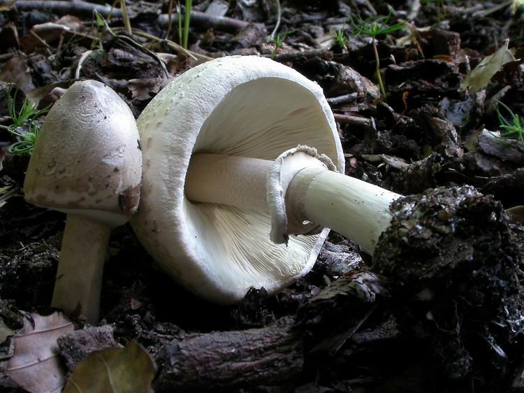 Bestimmungsfoto Nr. 81