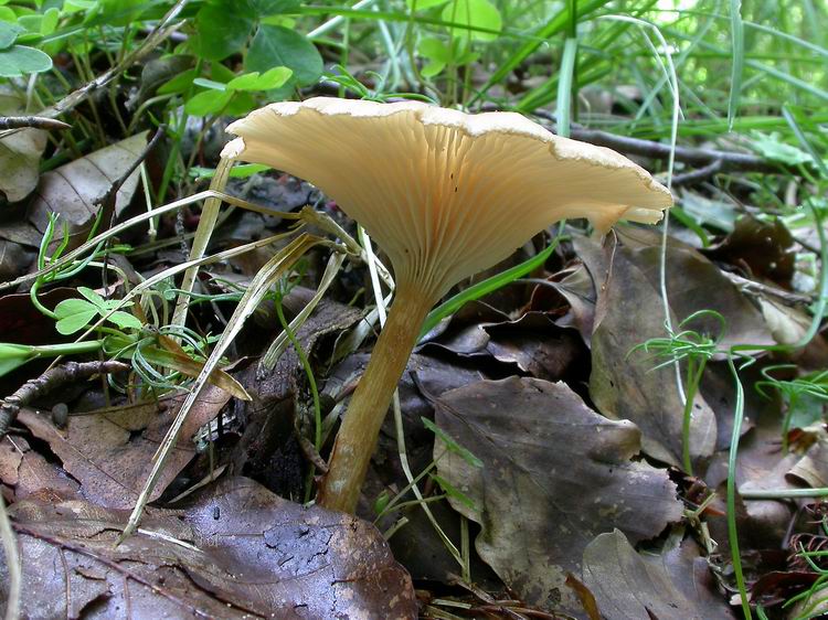 Bestimmungsfoto Nr. 85