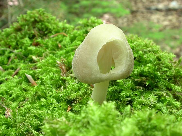 Bestimmungsfoto Nr. 87