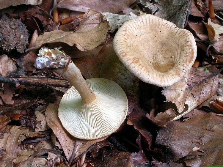 Bestimmungsfoto Nr. 89