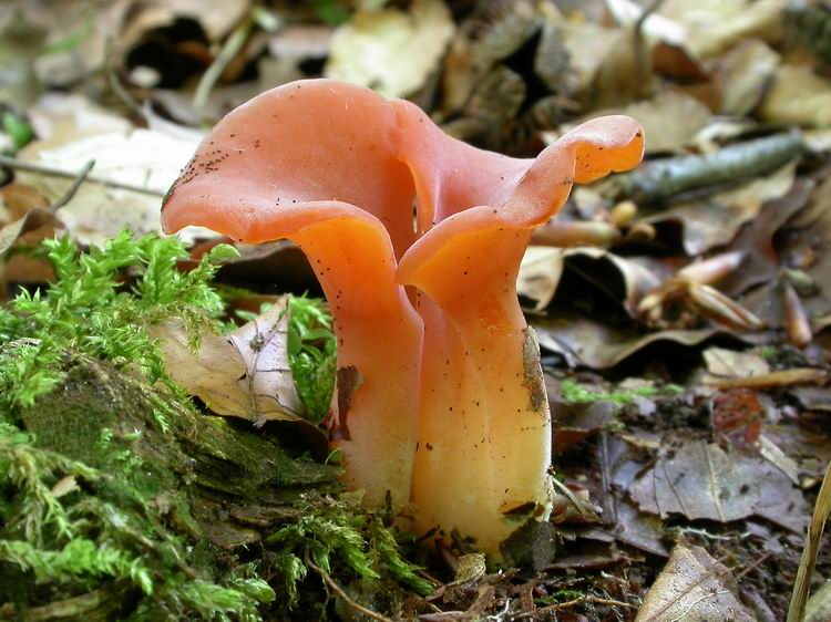 Bestimmungsfoto Nr. 91