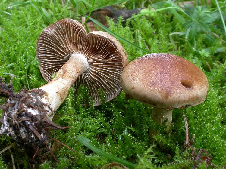 Bestimmungsfoto Nr. 96