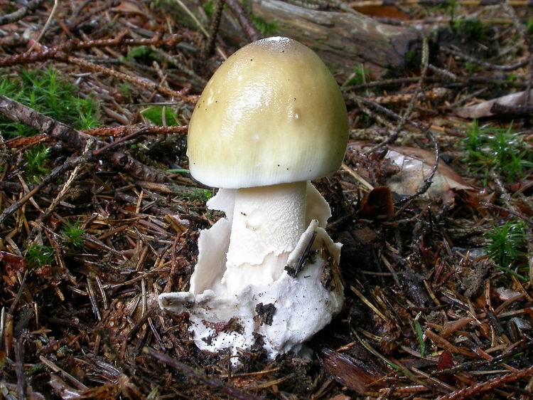 Bestimmungsfoto Nr. 99