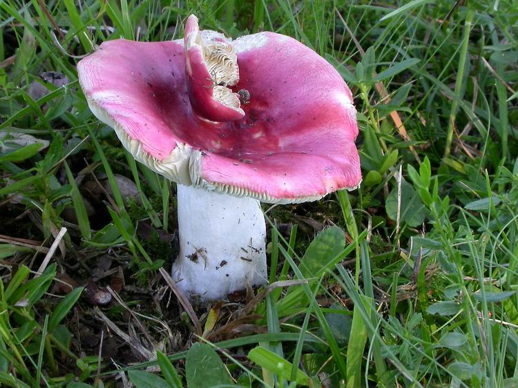 Bestimmungsfoto Nr. 101