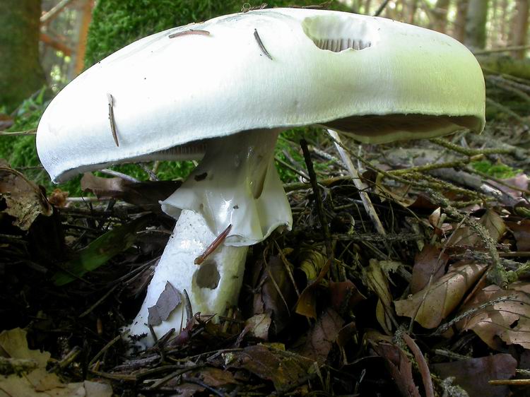 Bestimmungsfoto Nr. 108