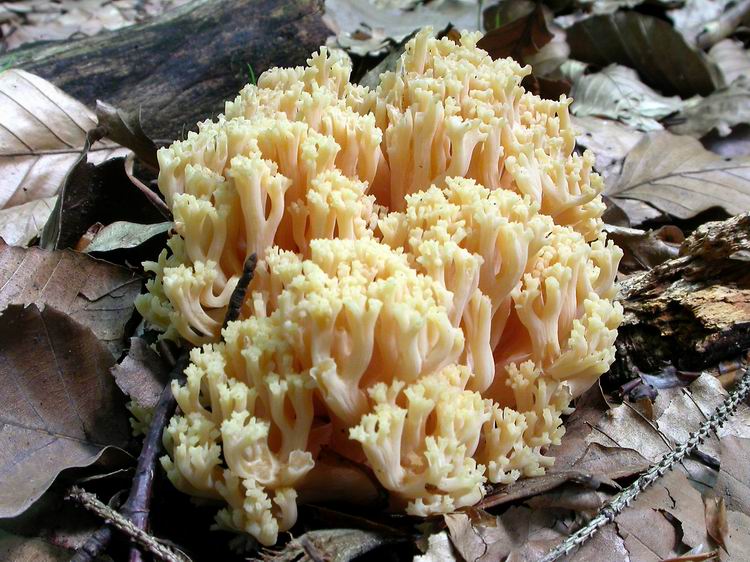 Bestimmungsfoto Nr. 110