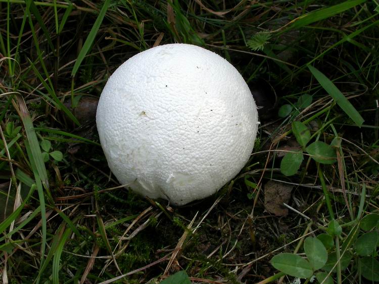 Bestimmungsfoto Nr. 118