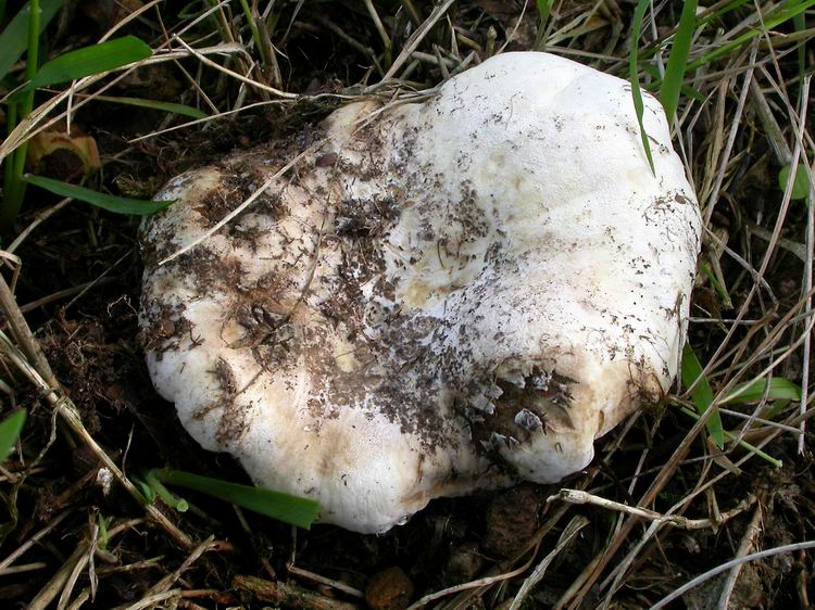 Bestimmungsfoto Nr. 120