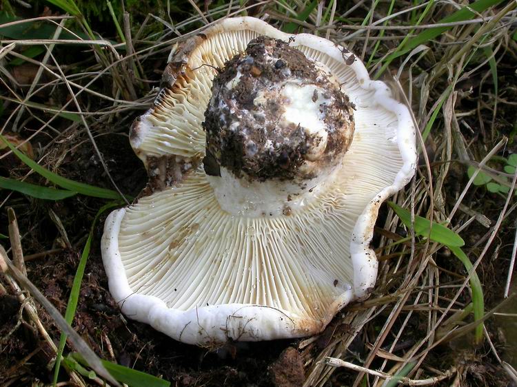 Bestimmungsfoto Nr. 121