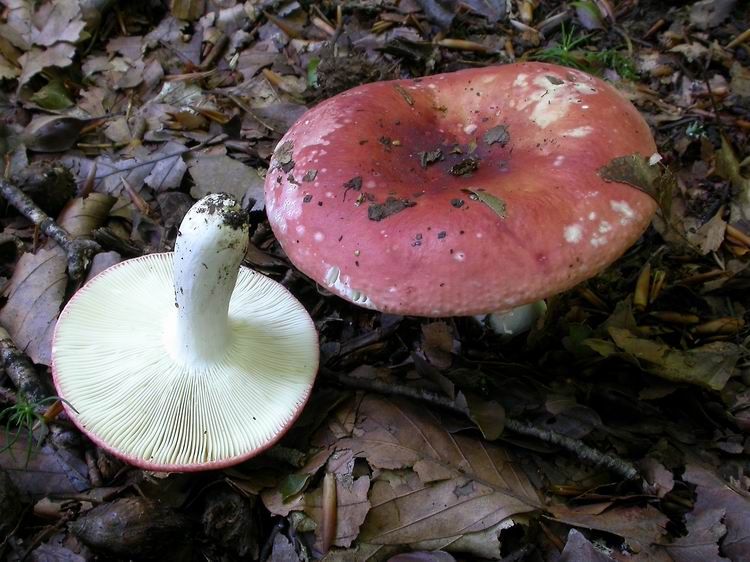 Bestimmungsfoto Nr. 127