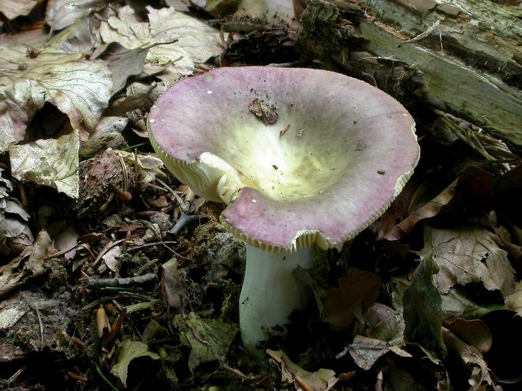 Bestimmungsfoto Nr. 138