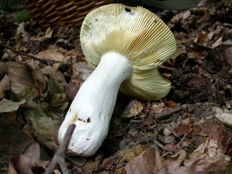 Bestimmungsfoto Nr. 140