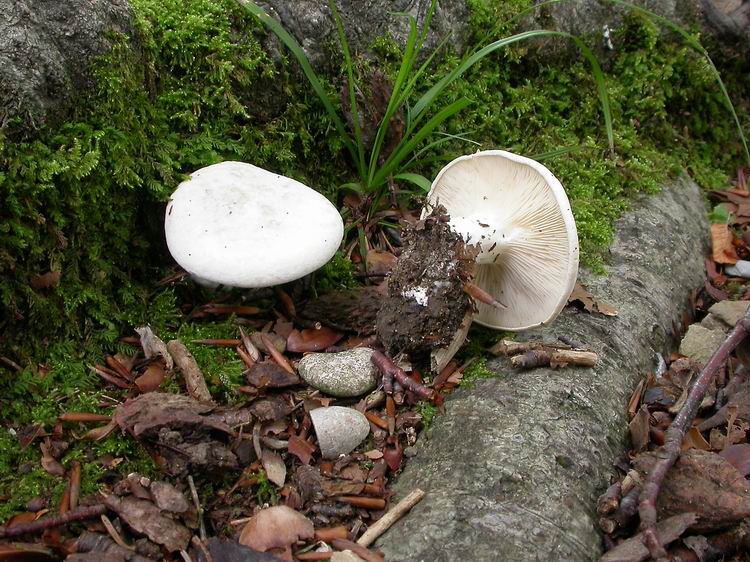 Bestimmungsfoto Nr. 141