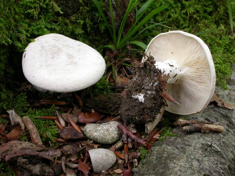 Bestimmungsfoto Nr. 142