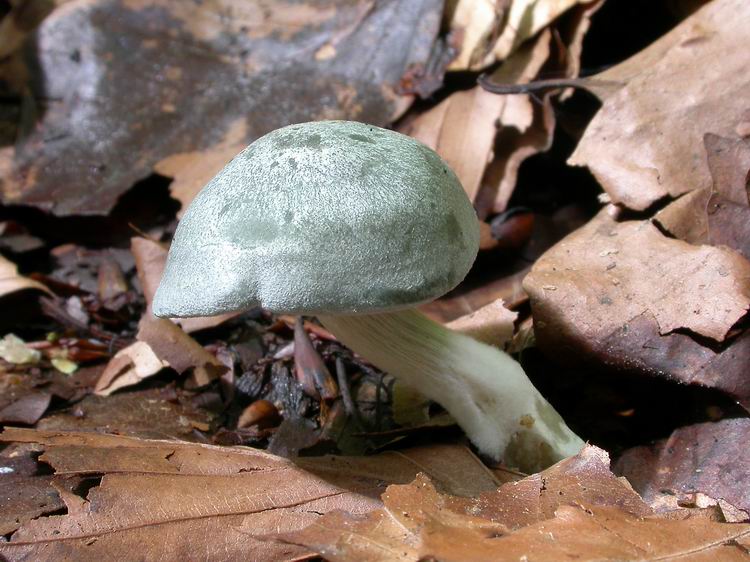 Bestimmungsfoto Nr. 149