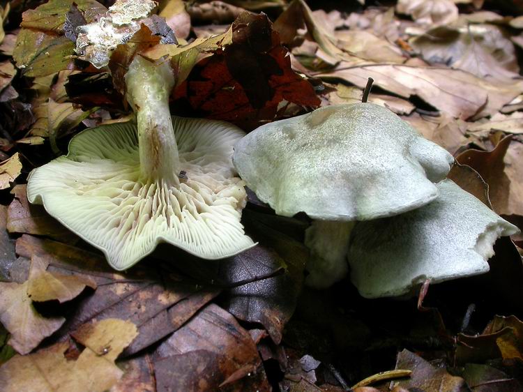 Bestimmungsfoto Nr. 151