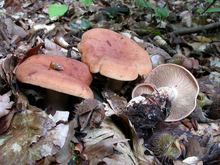 Bestimmungsfoto Nr. 156