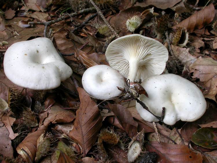 Bestimmungsfoto Nr. 157