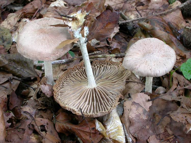 Bestimmungsfoto Nr. 161