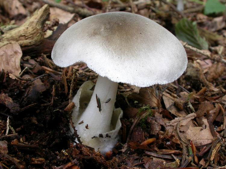 Bestimmungsfoto Nr. 164