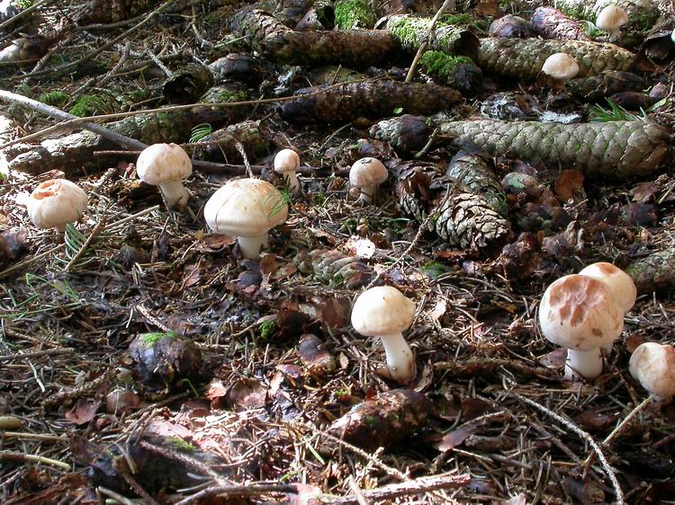 Bestimmungsfoto Nr. 169