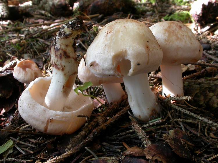 Bestimmungsfoto Nr. 171