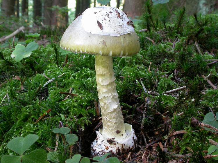 Bestimmungsfoto Nr. 173